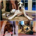 Photo of Roscoe, Dugan & Ajax