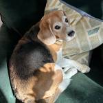 Photo of Charlie / Marlee