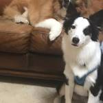 Photo of Finley Duke and Daisy