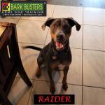 Photo of Raider