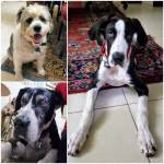 Photo of Valentina, Bobo & Benji