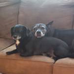 Photo of Luna & Brady