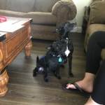 Photo of Hannibal and Marlowe