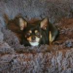 Photo of Kiwi and Fiona