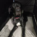 Photo of Biggie - Jinnie - Harley