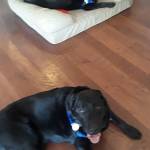 Photo of Shelby and Beans