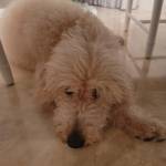 Photo of Belle & Izzy