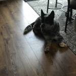 Photo of Quinn