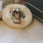 Photo of Zsazsa, Marley & Solei