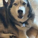 Photo of Harli/ Achilles/ Kori