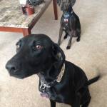 Photo of Lacey & Penelope