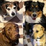 Photo of Cooper/ Roscoe/ Lily & WAillow