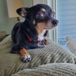 Photo of Gypsy & Blue