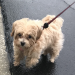 Photo of Millie/Zoey