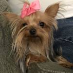 Photo of Scarlett Grace