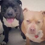 Photo of Elkin and Jake