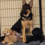 Photo of Wangchai, Toby & Rocky