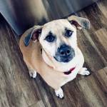 Photo of Rusty and Dakota