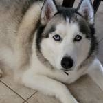 Photo of Tahoe, Indigo, Timber & Tango