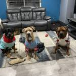 Photo of Dozer,Moose, Pepper