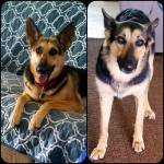 Photo of Sadie & Harper