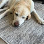 Photo of Dakota / Missy