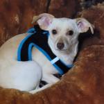 Photo of Dobby and Remi