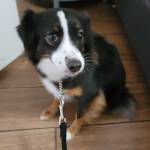 Photo of Archer, Duncan & Nova