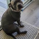 Photo of Cora, Dexter & Esme