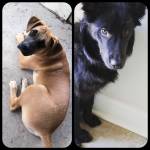 Photo of Padi & Lily