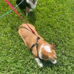 Photo of MuMu Waffles