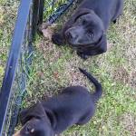 Photo of Ruger & Greta