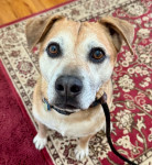 Photo of Buddie