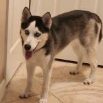 Photo of Red, Sierra, Cheyenne & Ranger