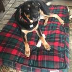 Photo of Carter/ Rossie / Coco