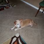 Photo of Nemo and Bailey