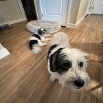 Photo of Jasper / Max