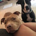 Photo of Shiloh and Luna