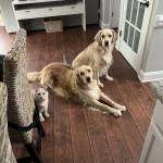 Photo of Banks and Birdie