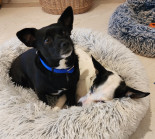 Photo of Luna & Coco