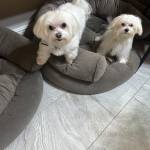 Photo of Daphne/Chloe/Macy/Mimi