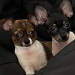 Photo of Lucy & Buddy