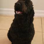 Photo of Kingston & Oscar