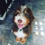 Photo of Finely & Fergus