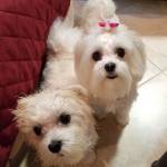 Photo of Georgie & Gracie