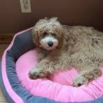 Photo of Dolly Maddison