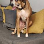 Photo of Tuna, Iggy & Miko