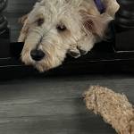 Photo of Farley / Phoebe