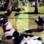 Photo of Bentley & Mercedes