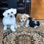 Photo of Harrison, Hannah & Whiskey